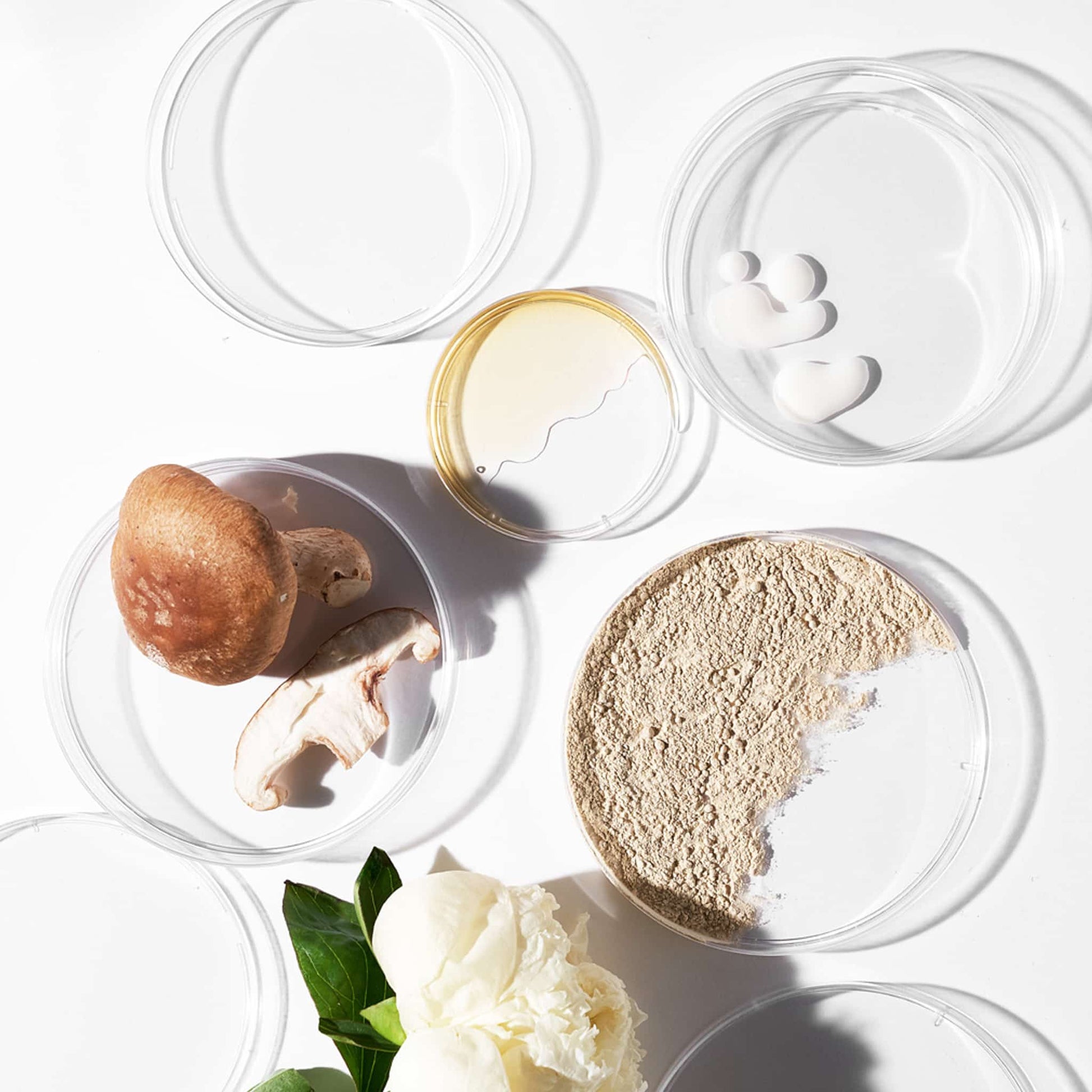 Mehrere Petrischalen, die verschiedene Substanzen enthalten: Eine Schale mit einer braunen Kappe und Pilzstückchen, eine mit klarer Flüssigkeit und Tropfen, sowie eine mit beige Pulver. Im Vordergrund eine weiße Blüte.